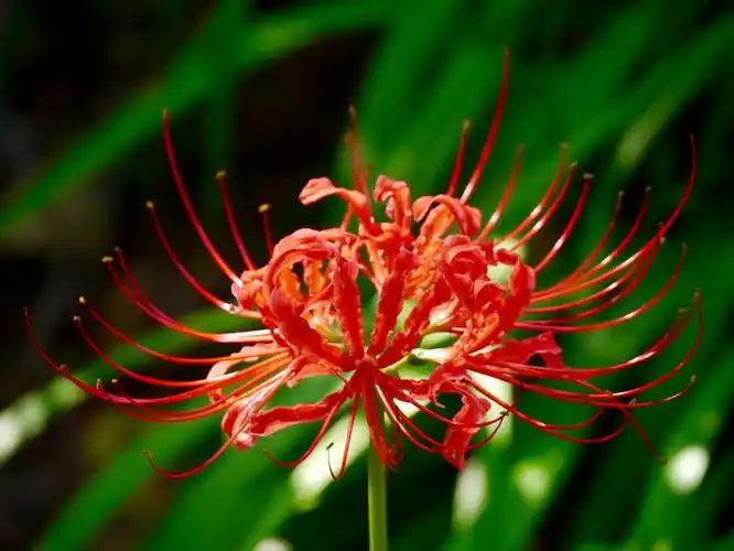 美丽的彼岸花(曼珠沙华)【花与叶互不相见却彼此一生守候】