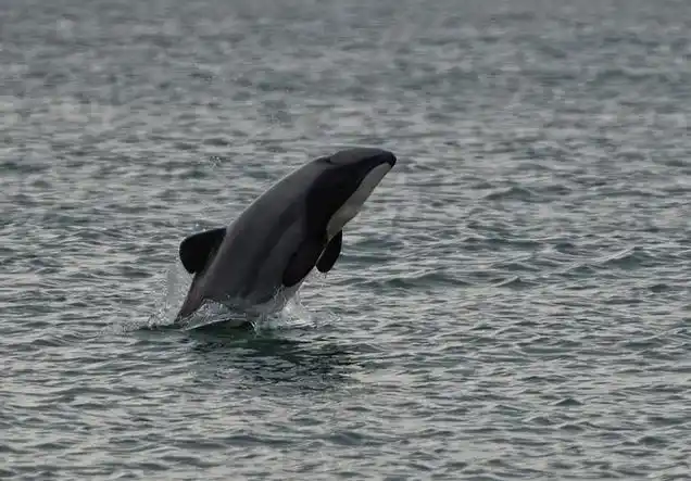 p>新西兰黑白海豚(学名: i>cephalorhynchus hectori /i>):体长1.