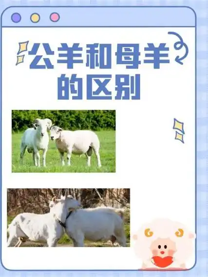 公羊和母羊的区别