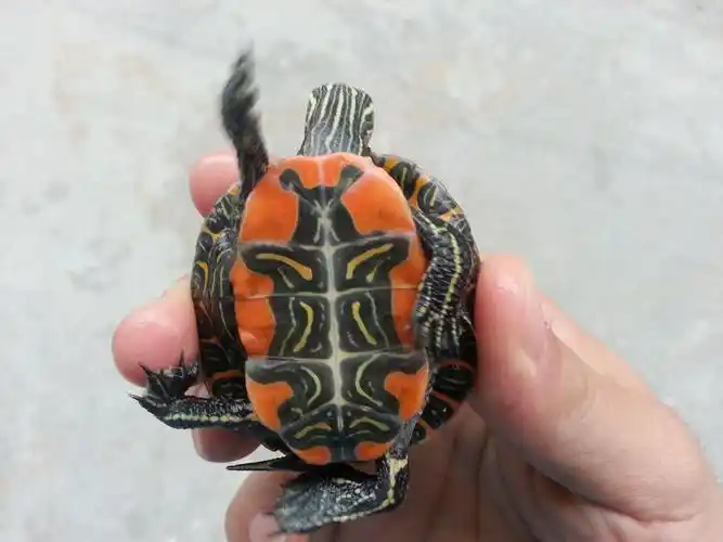 西锦龟 西部锦龟 西锦龟苗 进口水龟特色腹部图纹玩宠