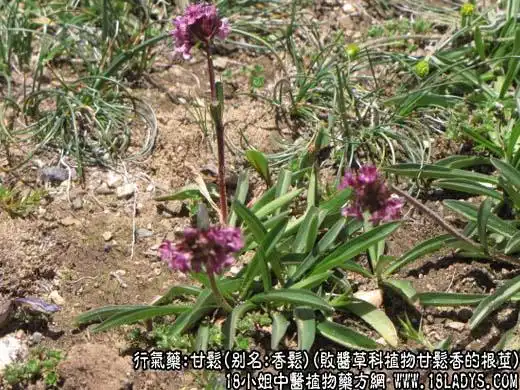 甘松图片_甘松的功效与作用