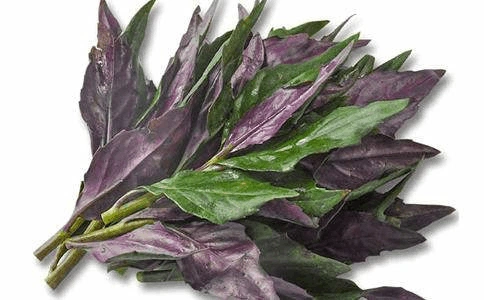 原来 是有这样的好处 红背菜,又名观音菜,当归菜,红凤菜,观音苋,红背