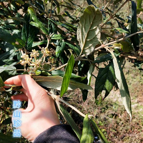 贵州羊屎条羊舌条羊奶根羊灰猫条饭团牛屎新鲜汉条根绿植