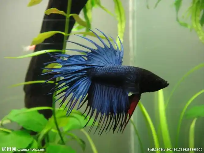 jpg颜色:rgb10共享分举报收藏立即下载×关 键 词:斗鱼 观赏鱼 宠物鱼