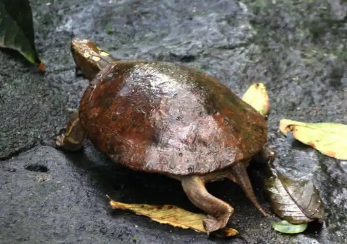 p>眼斑水龟(学名: i>sacalia bealei /i>)是龟科,眼斑水龟属动物.