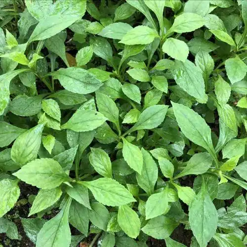 2020年农家现摘新鲜野生苦菜小肠汤苦抓苦斋婆酱败草2斤装包邮