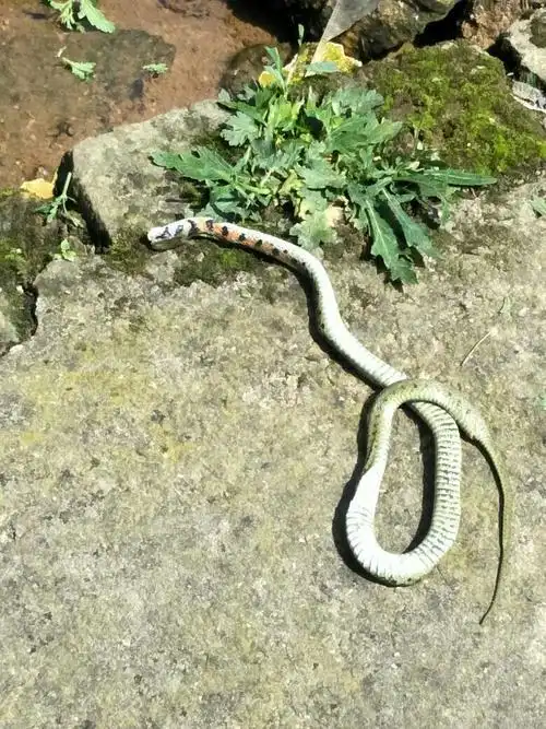 真正的鸡冠蛇图片 鸡冠蛇长什么样子图片