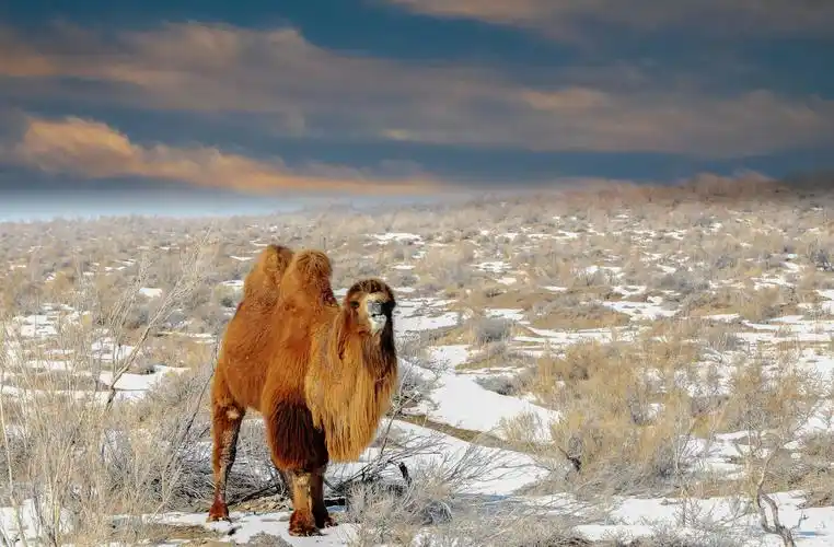 四十里井子的骆驼