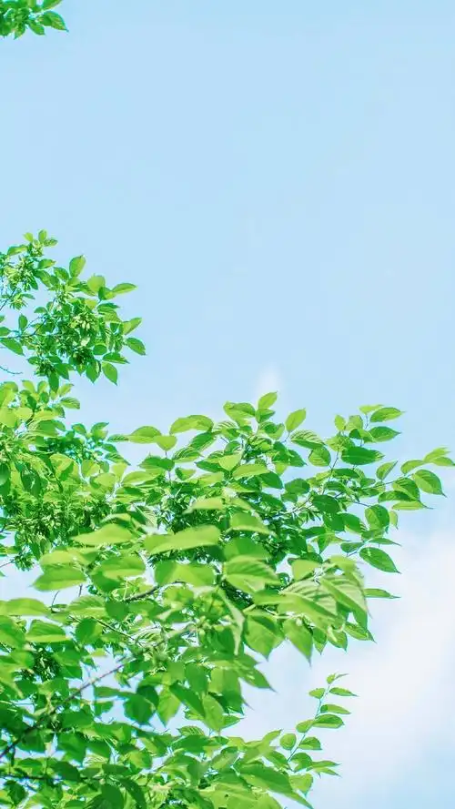 绿色 清新 - 堆糖,美图壁纸兴趣社区