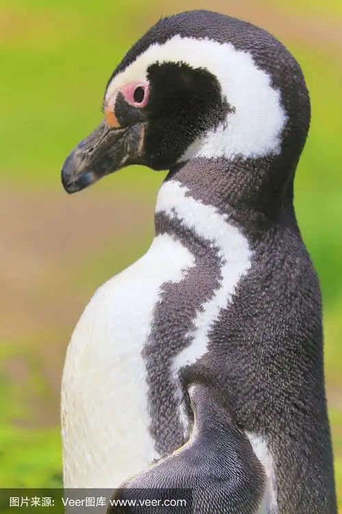 loneliness – one gentoo penguin on his nest, tierra del fuego