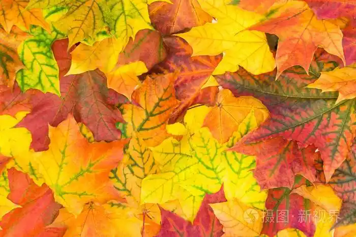 秋天五颜六色的叶子顶部视图秋季模式