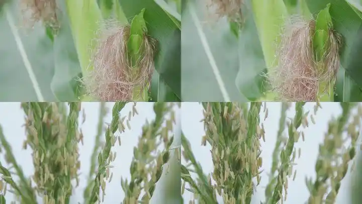 【原创】玉米授粉镜头