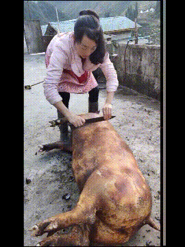 原创搞笑gif段子:这是我杀猪的表姐,哪位缺女朋友来娶走吧