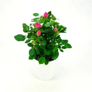 花卉盆栽观花植物室内净化空气迷你月季小玫瑰花苗带花苞四季绿植 枚