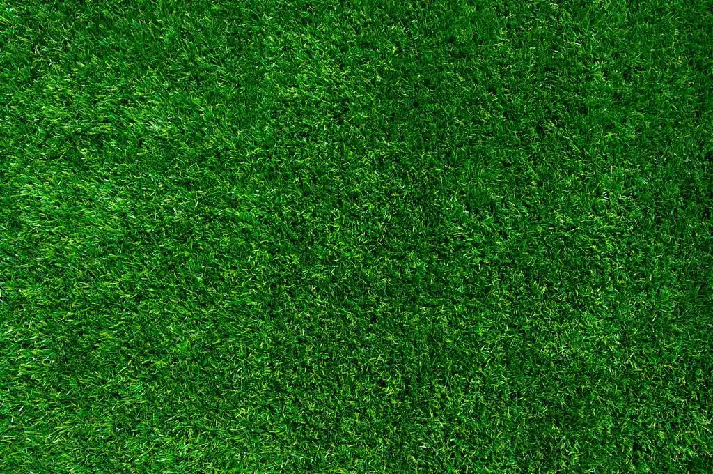 绿草的背景,绿草的背景.纹理绿色草坪