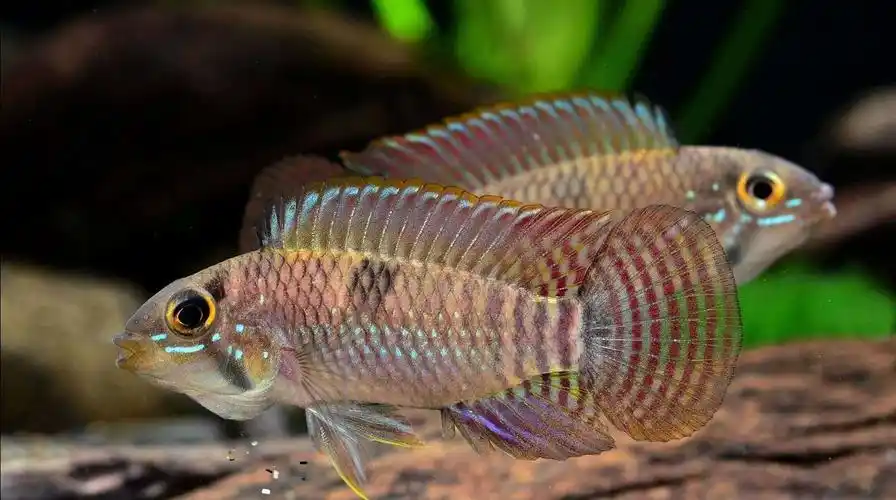 尼格罗河中的美丽精灵——南美短鲷__凤凰网