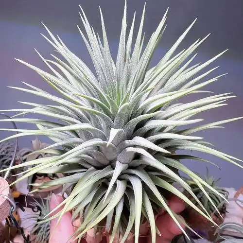 空气凤梨国际雪球精灵