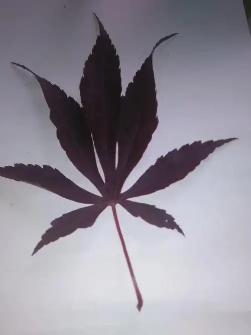 这是什么植物?