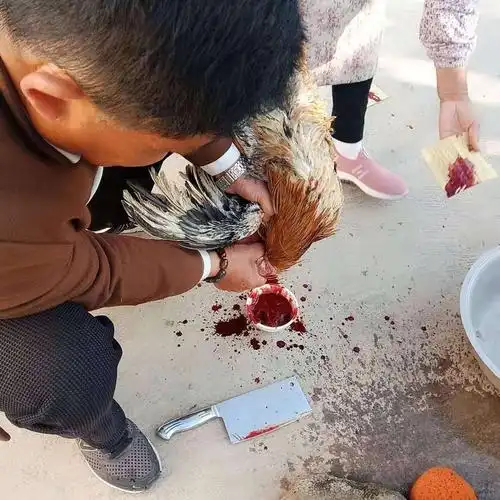 早晨杀鸡敬天地,这是我们本地的习俗.让天神地王保佑这一年平平安安