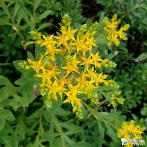 毕节草药:咕噜子药