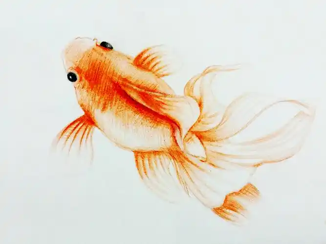 手绘之金鱼