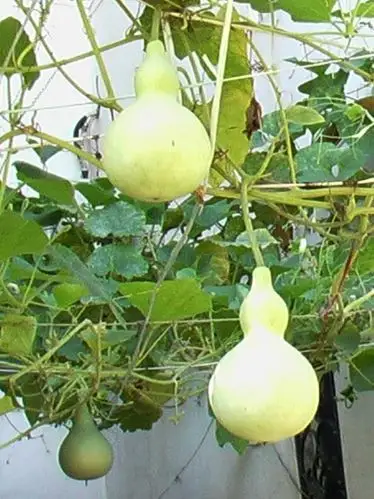 日月峡中草药(392)--葫芦1