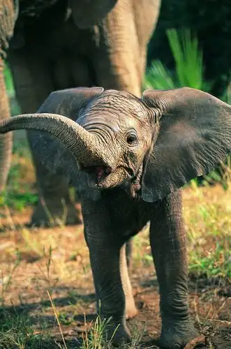 可爱小象图片 - 第14张