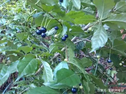 其实,岗梅是一种名贵的中药材,具有清热解毒,生津止渴,清咽利喉,散瘀