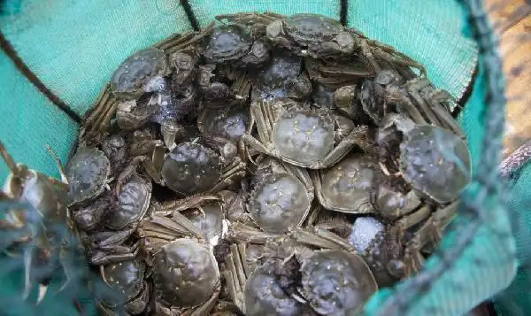 【塔影实拍】安庆望江清水大闸蟹捕捞现场! - 88 - qatest88的博客