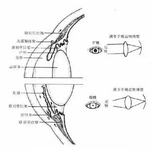 中医书籍 《药理学》 (2)降低眼内压房水是从睫状体上皮细胞分泌及