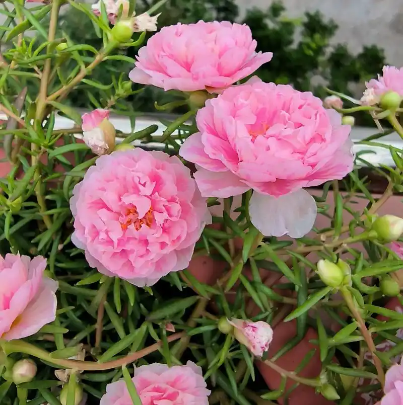 记录一下2022年的重瓣太阳花