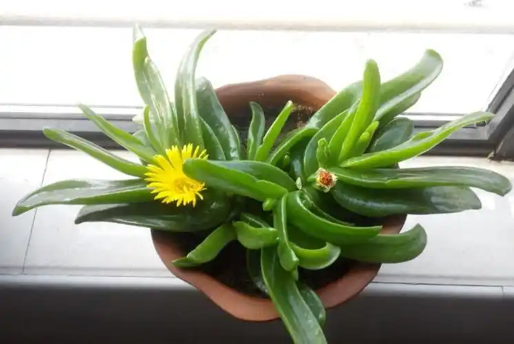 碧叶金花佛手掌