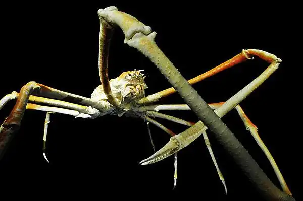 柏林自然博物馆展出深海奇异生物