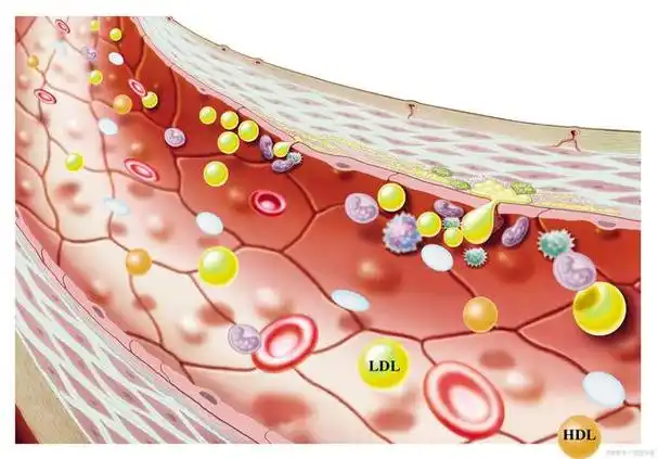 高密度脂蛋白正常值范围是多少