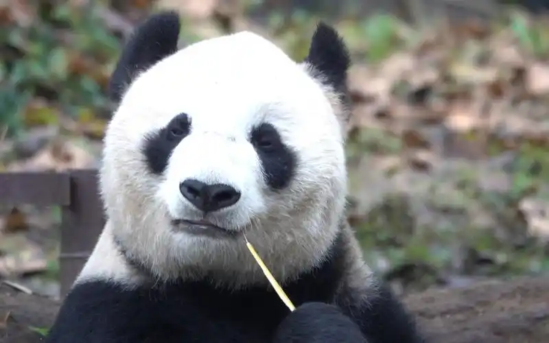 【大熊猫英英】奋斗在吃播第一线的冻龄美女英英儿