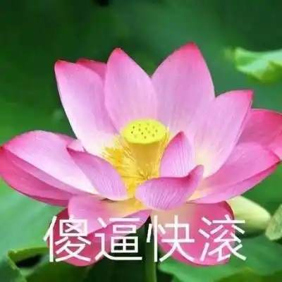 微信头像图片2020荷花带字系列荷花带字微信头像高清大全集