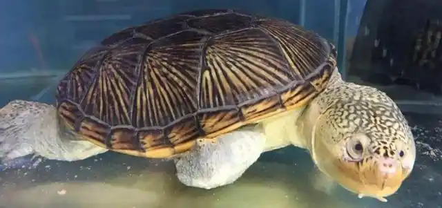 窄桥龟是几级保护动物?