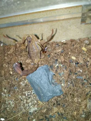 【红鳄背蝎】_二手_转让_回收 – 闲鱼