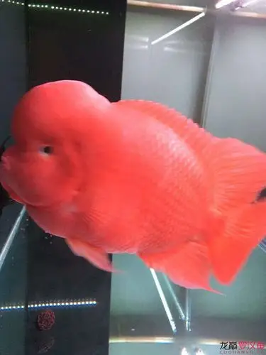 红红火火大红马