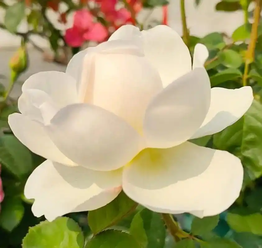 喜欢白色月季花吗?我的格拉米斯城堡,今天也开了,快来看看吧!