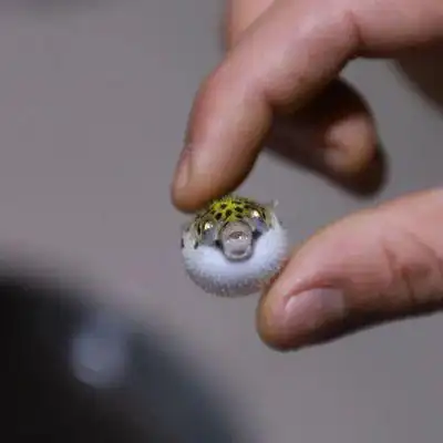 河豚活体宠物气泡潜水艇热带淡水生气鱼 原价40.25元 现价40.