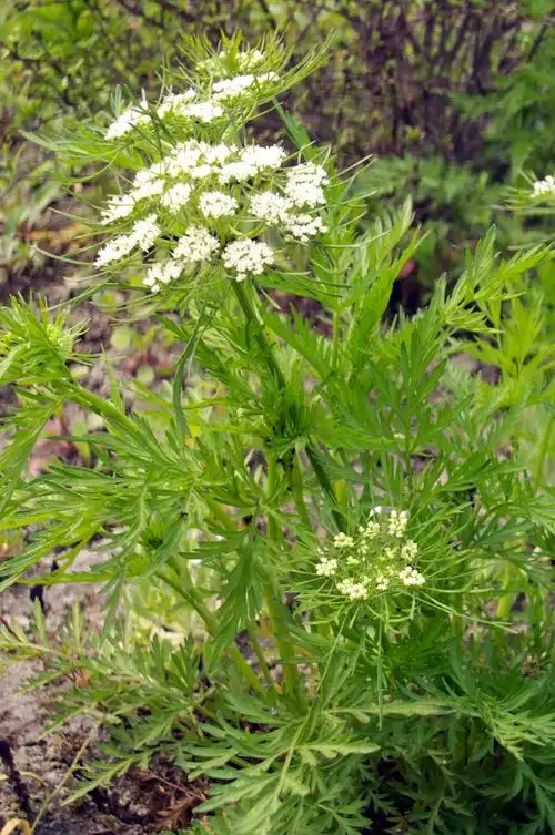 蛇床子 shechuangzi