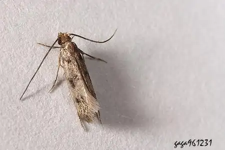 家里来了一只两头能走的怪虫!!求大神解答是什么!!!_360问答