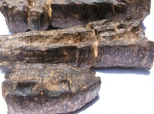 沉香木并非木,奇楠并非楠,是是非非话沉香