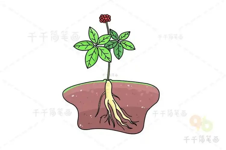 卡通人参简笔画