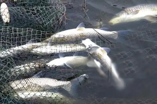 鱼死网破的决心 鱼死网破什么意思?