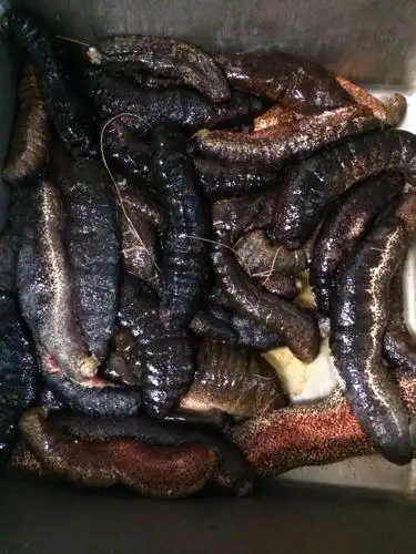 这是什么海参,我在南美捉的