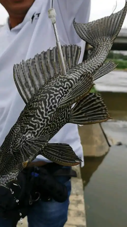 外来物种清道夫,此鱼很坏