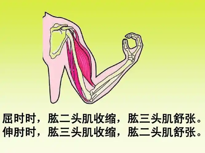伸肘时,肱三头肌收缩,肱二头肌舒张.