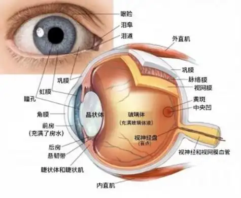 正常情况下,我们的泪腺无时无刻都在产生眼泪,一方面对眼表起到保湿